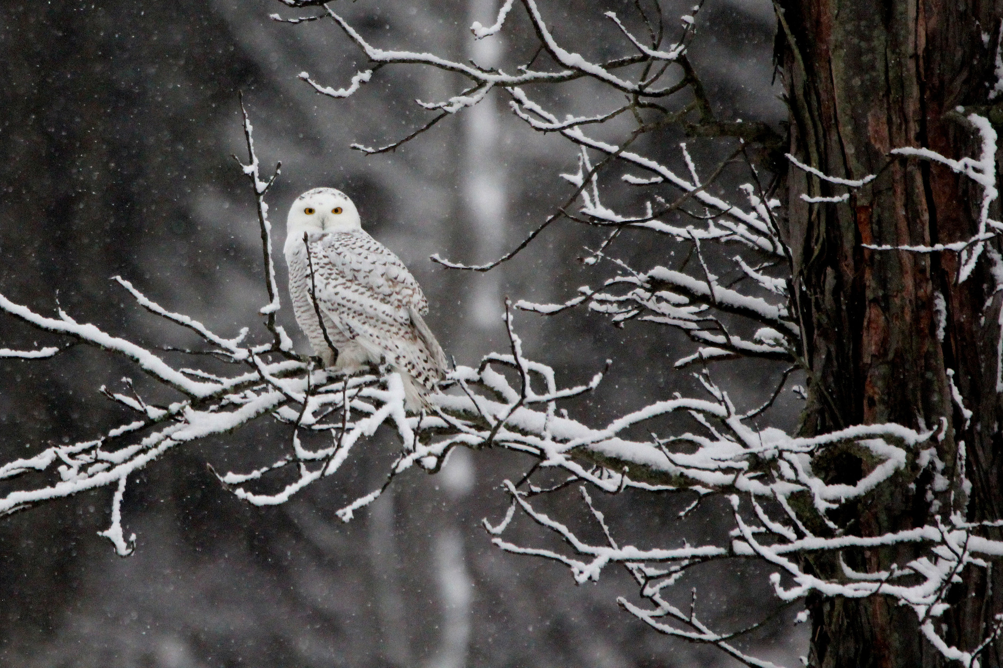 Adopt the Snowy Owl | NatureServe